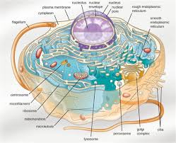 3) an image of the animal cell with only the nucleus in the center for reference. Draw And Label Parts Of Animal Cell Shefalitayal