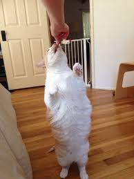 We did not find results for: Arf Pets Of The Year Contest Helps Low Income Family Pets Idyllwild Town Crier