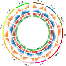 Image result for Gossypioides kirkii