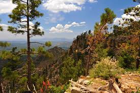 Image result for Euryops subcarnosus