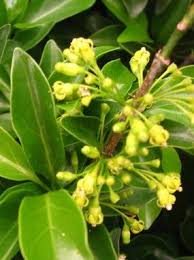 Image result for Canthium inerme