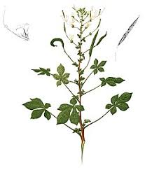 Image result for Cleome polyanthera