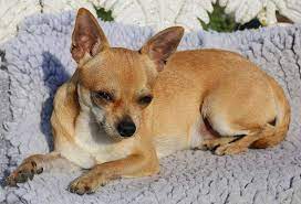 Oct 11 2020 chihuahua terrier mix dogs. 150 Perfect Chihuahua Names My Dog S Name
