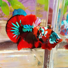 Ring Betta Multi Color Bagi Yang Berminat Bisa Langsung Wa Whatsapp 628568399149 Ikancupang Ikanhias Bettafish Cupangtang Di 2020 Ikan Cupang Ikan
