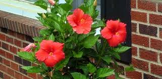 Image result for pictures of hibiscus