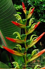 Heliconia Bird Of Paradise Plant Varieties A Variety Of Heliconia That Looks Like It S Going Great Guns In Some Tropical Garden Tropical Garden Tropical Flower Plants Heliconia Flower