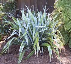 Silver spear, chatham islands kakaha or maori flax (astelia chathamica) may refer to the following downloads: Astelia Silver Shadow Google Search Pflanzen Schatten Blattpflanzen Tropische Garten