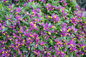 Image result for Polygala stenopetala