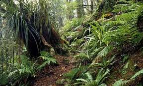 Forest Floor06 Floor Plants Forest Floor Plants