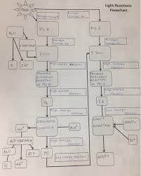 Solved Light Reactions Flowchart Ps Pgso P 100 Igh Ener