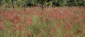 Image result for Melinis longiseta