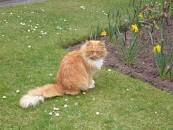 Image result for Hamish Mchamish Adventure