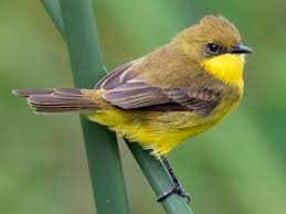 Image result for Dolichos pseudocajanus