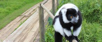 Things to do in madagascar, africa: Lemur Research And Protection In Madagascar Projects Abroad