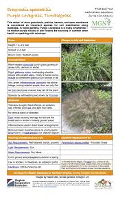 Image result for Eragrostis dinteri