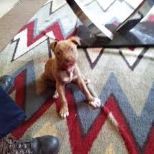 Hi, i was just wondering my puppy who i got at 3 weeks old from a bad situation is very mouthy. Best Pit Bull Puppy 8 Weeks Old Has Shot Records Full Blooded Red Nose Tiger Strip For Sale In Griffin Georgia For 2021
