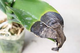 病気 害虫 花 胡蝶蘭専門農園 黒臼洋蘭園 お祝いギフトも通販注文