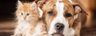 Pleasant, sc as well as animals in virginia from our virginia beach, chesapeake, and newport news locations. Hopetaft Virginia Beach Animal Eye Care