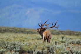 Wyoming's elk tag allocations are high with many elk populations exceeding objective. Our Top 4 Most Affordable Archery Elk Hunts