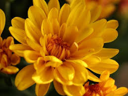Maybe you would like to learn more about one of these? Beautiful Meaning And Symbolism Of Chrysanthemum Flower And Color Florgeous