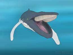 We aim to be a friendly community to discuss and share pictures, stories. Whale Mawshot Furaffinity Southern Right Whales Can Be Seen Along The Entire Western And Southern Coastline Where They Can Luthfi S Collection