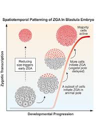 We did not find results for: Size Matters New Data Reveals Cell Size Sparks Genome Awakening In Embryos Penn Medicine