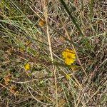 Image result for Guizotia scabra