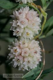 Image result for Cuscuta abyssinica
