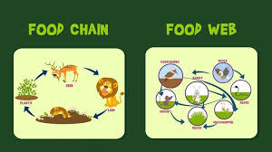 Food Chains Pictures Life Science In 2020 Simple Food Chain Food Web Food Web Activities