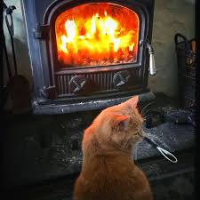 Check out this beautiful collection of cute cat 1080 x 1080 wallpapers, with 33 background images for your desktop and phone. Moving With A Big Family 4 Cats And 2 Dogs Move To Ireland Petrelocation