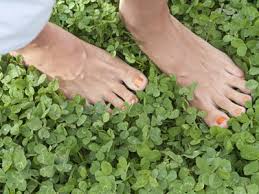 But first, we need to discuss the difference between clover and micro clover, because there is quite a bit of confusion between the species! Micro Clover Lawns Kick Gas Lawn Care