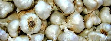 Our goal is to bring fresh nj grown garlic and garlic related products to the market and move people away from the many months old chinese garlic in most supermarkets. Growing Garlic In The Tropics