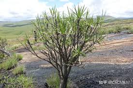 Image result for Xerophyta pseudopinifolia