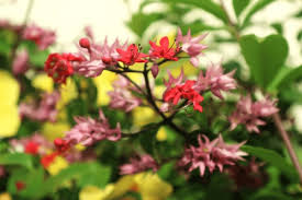 Image result for Clerodendrum umbellatum