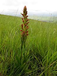 Image result for Disa brevicornis