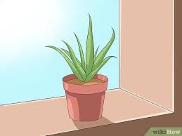 The amount of sunlight depends on your climate: How To Care For Your Aloe Vera Plant 10 Steps With Pictures