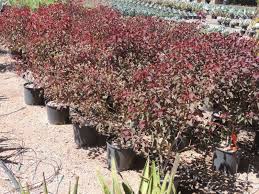 Image result for Euphorbia cotinifolia