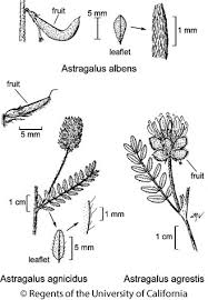Image result for Astragalus