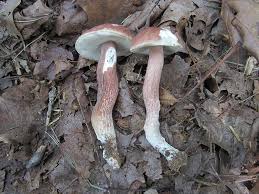 Image result for Boletus separans