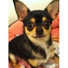 Cute Black And Brown Puppy Breeds Black Brown And White Chihuahua Dog Pictures Blog Chihuahua Dog Pictures White Chihuahua Chihuahua