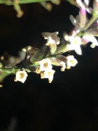 Image result for Aloysia citrodora