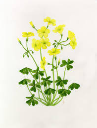 Image result for Oxalis pes-caprae