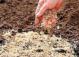 Sciure De Bois Dans Le Jardin Recolter Utiliser Avantages Et Inconvenients Paillage Du Sol