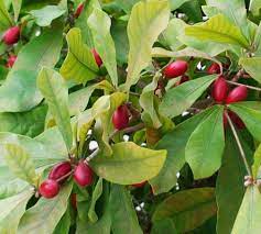 Miracle fruit requires mild weather to thrive outdoors, and the plant is hardy to u.s. Miracle Berry Growing Learn About Caring For A Miracle Fruit Plant Dummer Garden Manage Gfinger Is The Best Garden Manage App