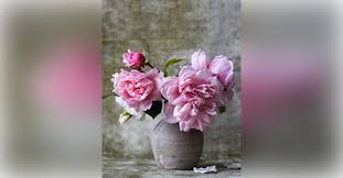 Obituary information for Rose Holmes Erwin