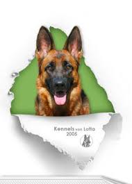 Find more german shepherd dog breeders near you. German Shepherd Puppies For Sale German Shepherd Breeders Imported German Shepherd Puppies German Shepherd Kennels