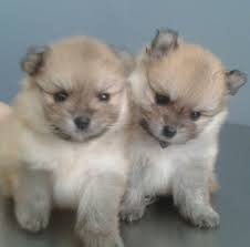 Veterinaria Dr. Leo Benavides