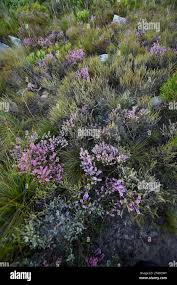 Image result for Muraltia