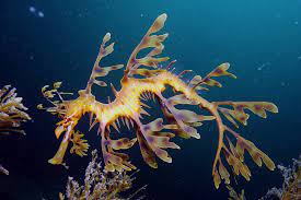 Sea Dragon Leafy Sea Dragon Beautiful Sea Creatures