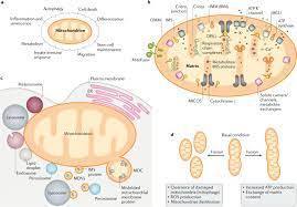 Cell biology — the study of the origin, structure, function, behavior, growth, and reproduction of cells and their components. The Cell Biology Of Mitochondrial Membrane Dynamics Nature Reviews Molecular Cell Biology